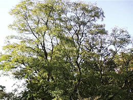 Baum in seiner Blüte